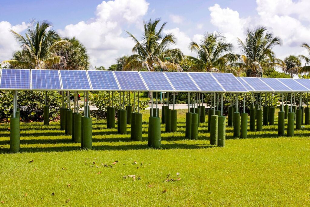 Ground-mounted solar panel array among Florida palm trees